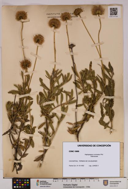 Haplopappus uncinatus [Espécimen: UDEC:CONC:0013055]