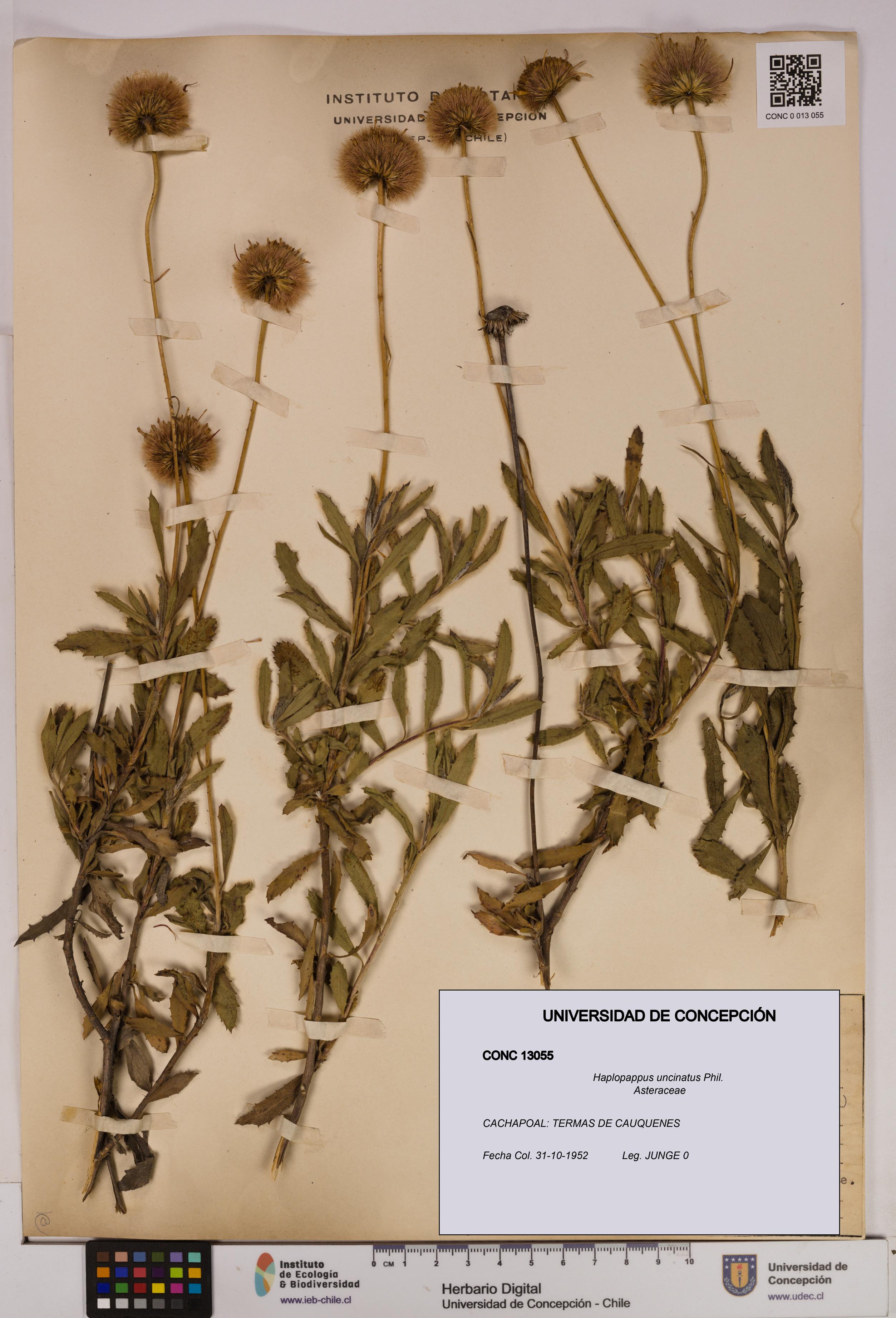 Haplopappus uncinatus [Espécimen: UDEC:CONC:0013055]