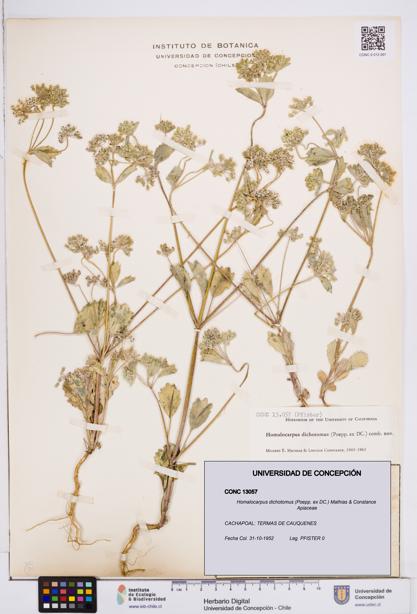 Homalocarpus dichotomus [Espécimen: ]
