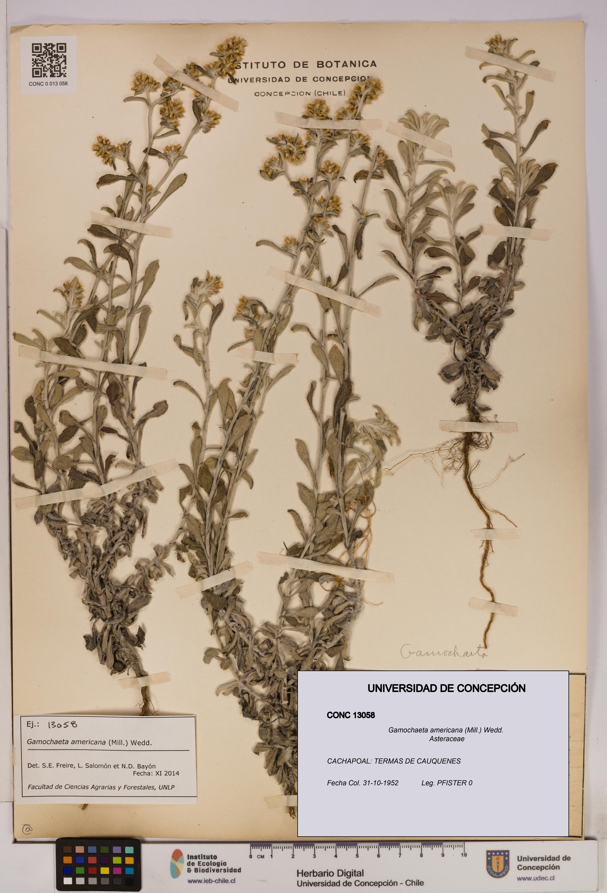 Gamochaeta americana [Espécimen: UDEC:CONC:0013058]