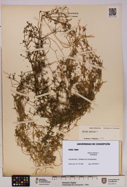 Galium aparine [Espécimen: UDEC:CONC:0013064]