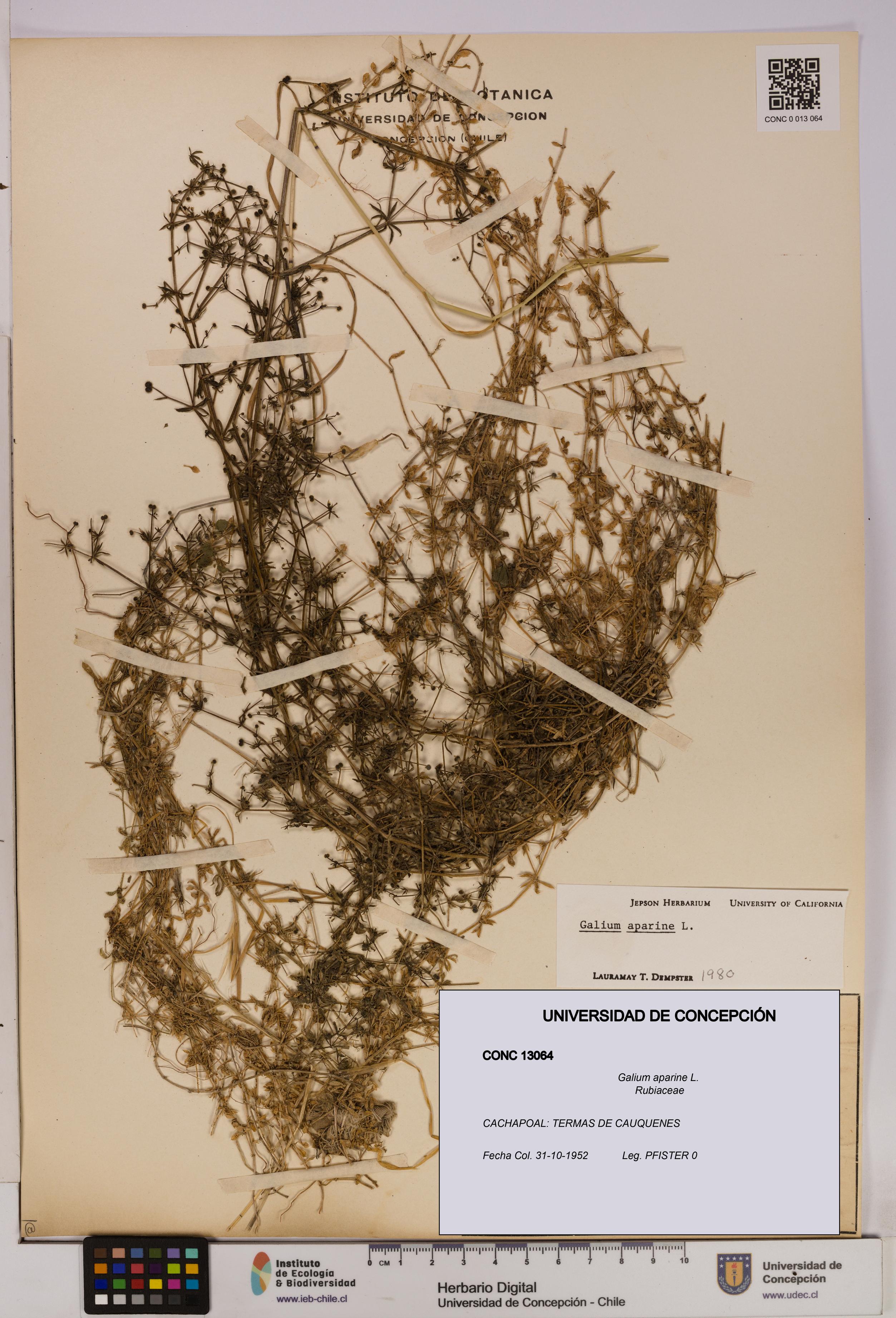 Galium aparine [Espécimen: UDEC:CONC:0013064]