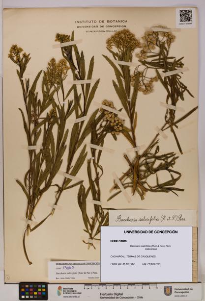 Baccharis salicifolia [Espécimen: UDEC:CONC:0013065]