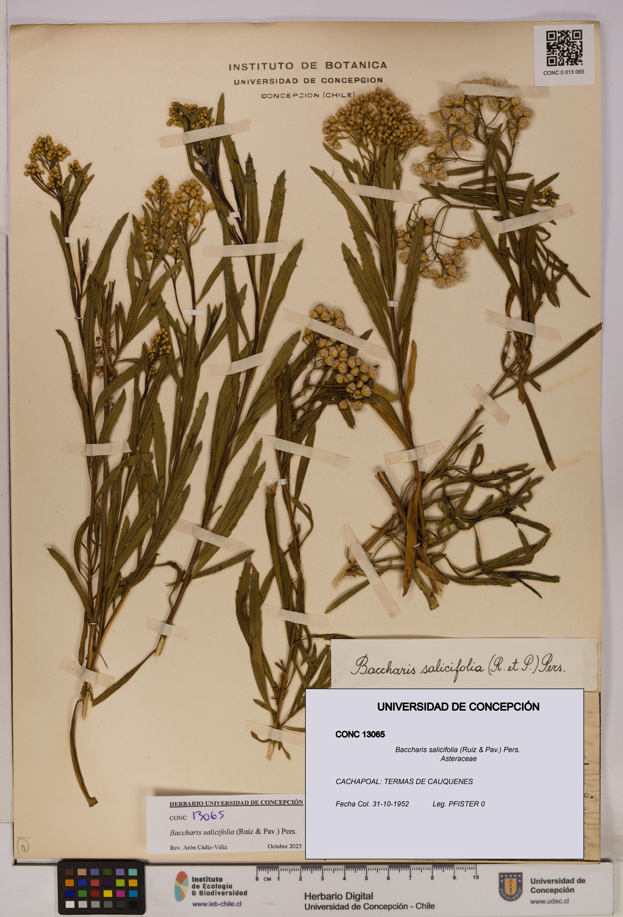 Baccharis salicifolia [Espécimen: UDEC:CONC:0013065]