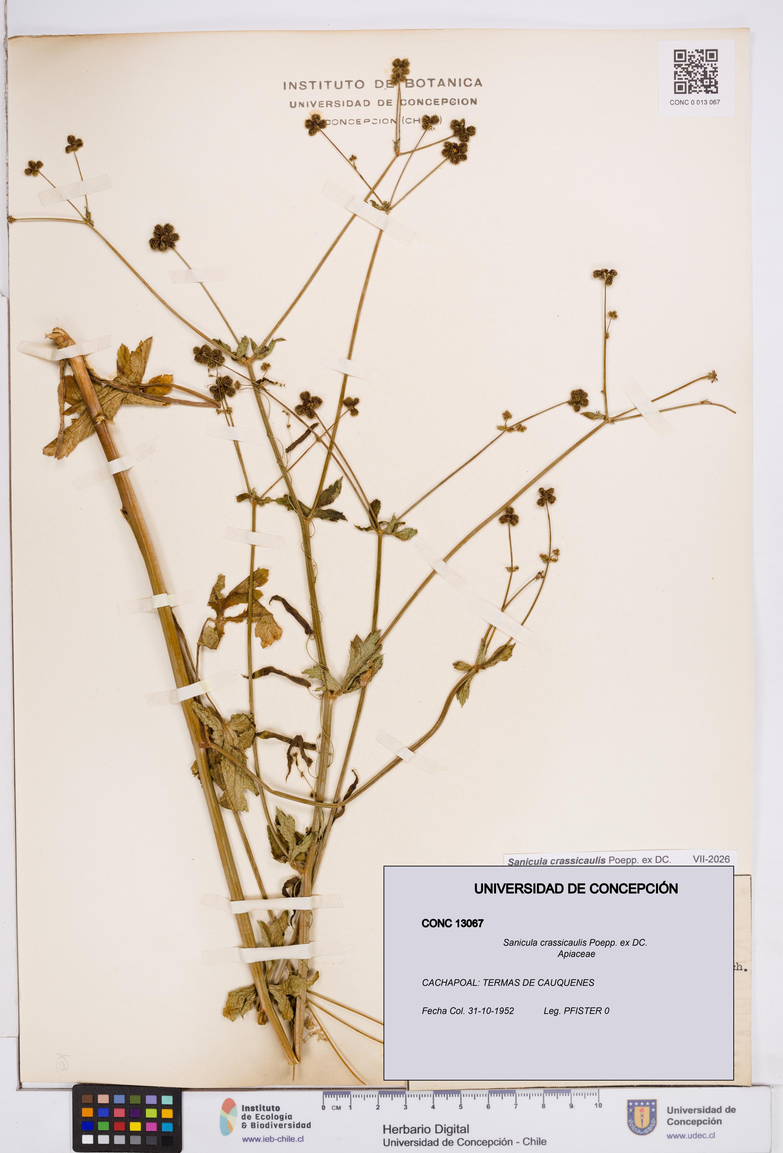 Sanicula crassicaulis [Espécimen: ]