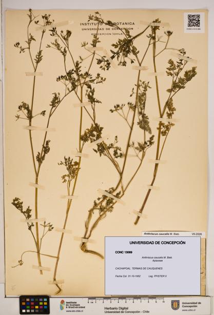Anthriscus caucalis [Espécimen: ]