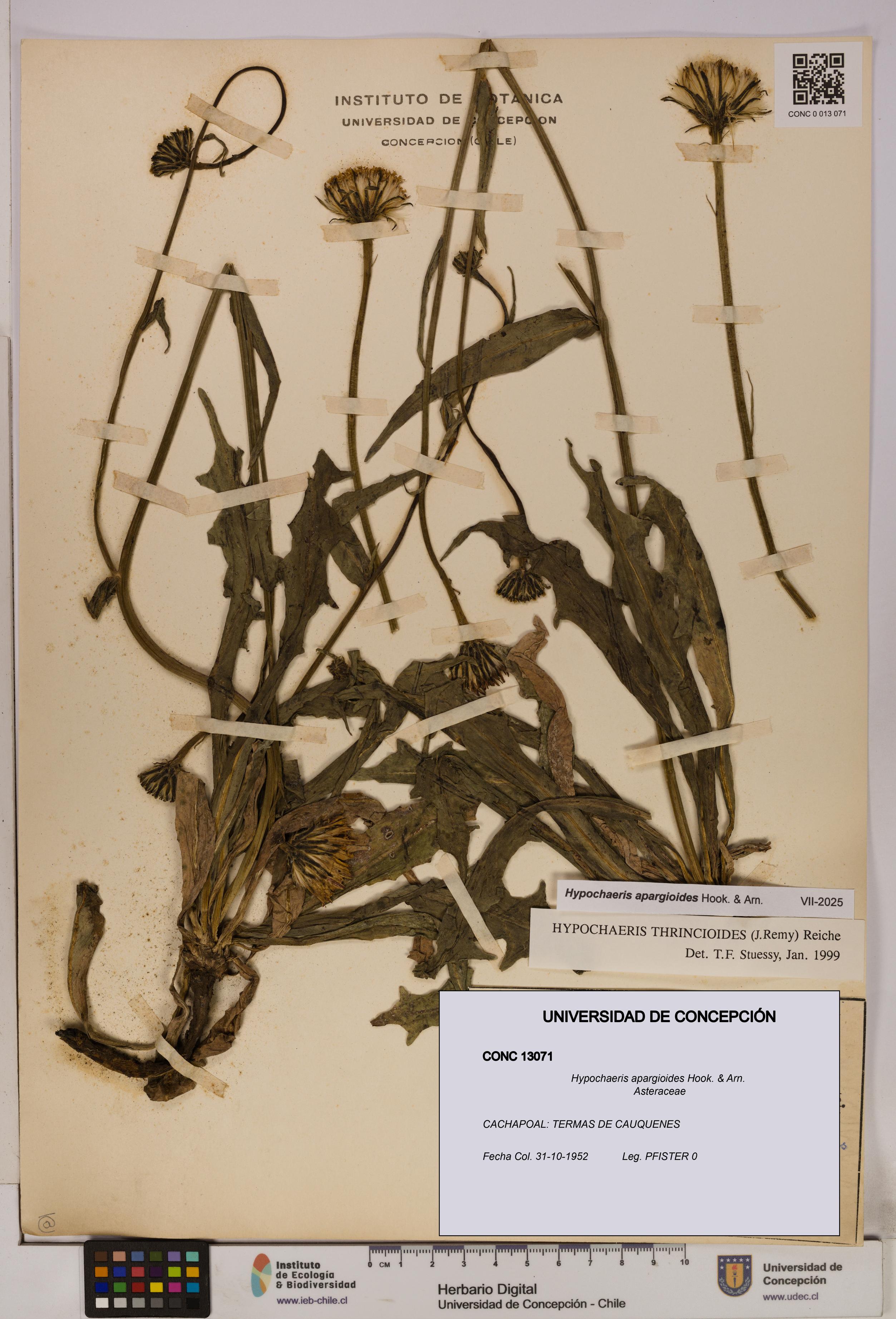 Hypochaeris apargioides [Espécimen: UDEC:CONC:0013071]