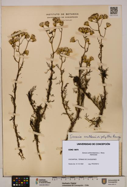 Senecio anthemidiphyllus [Espécimen: UDEC:CONC:0013073]
