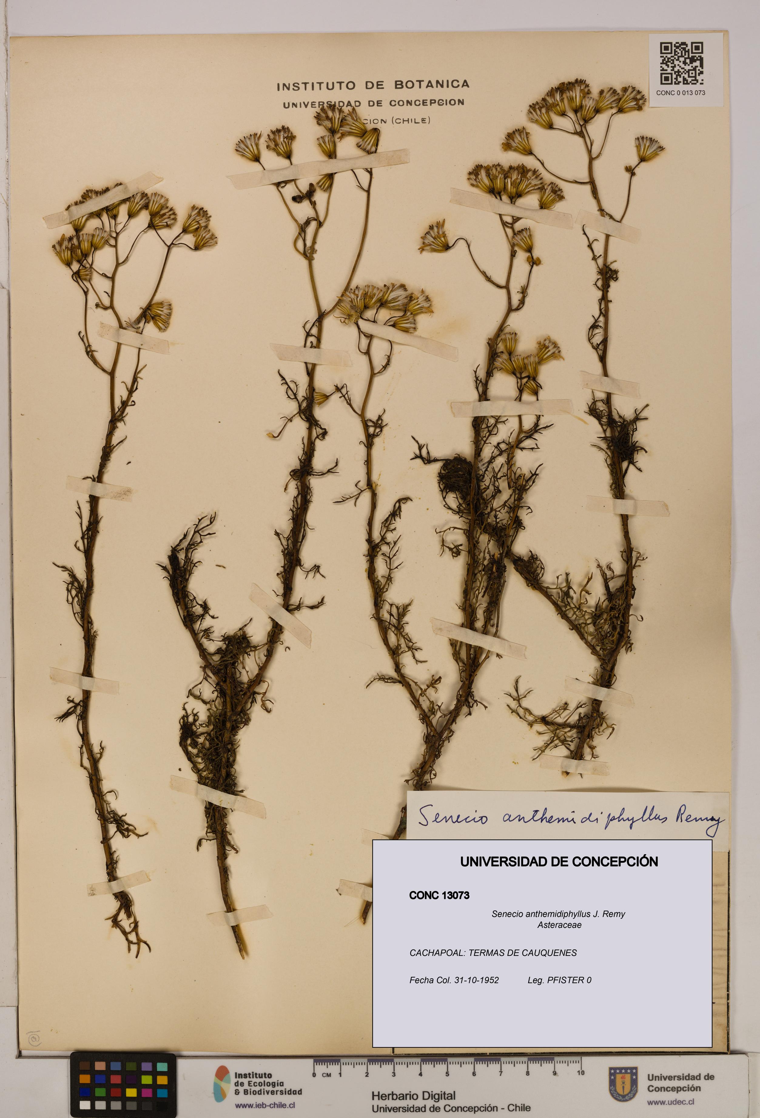 Senecio anthemidiphyllus [Espécimen: UDEC:CONC:0013073]