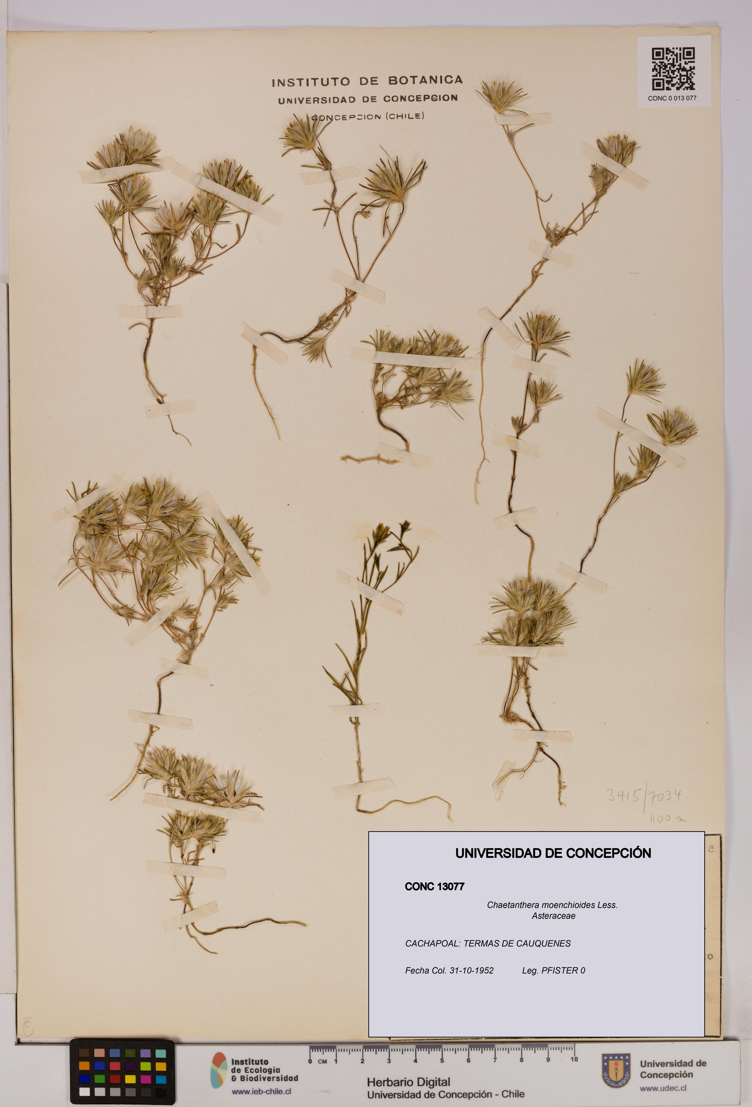 Chaetanthera moenchioides [Espécimen: UDEC:CONC:0013077]