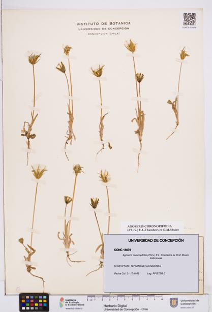 Agoseris coronopifolia [Espécimen: ]