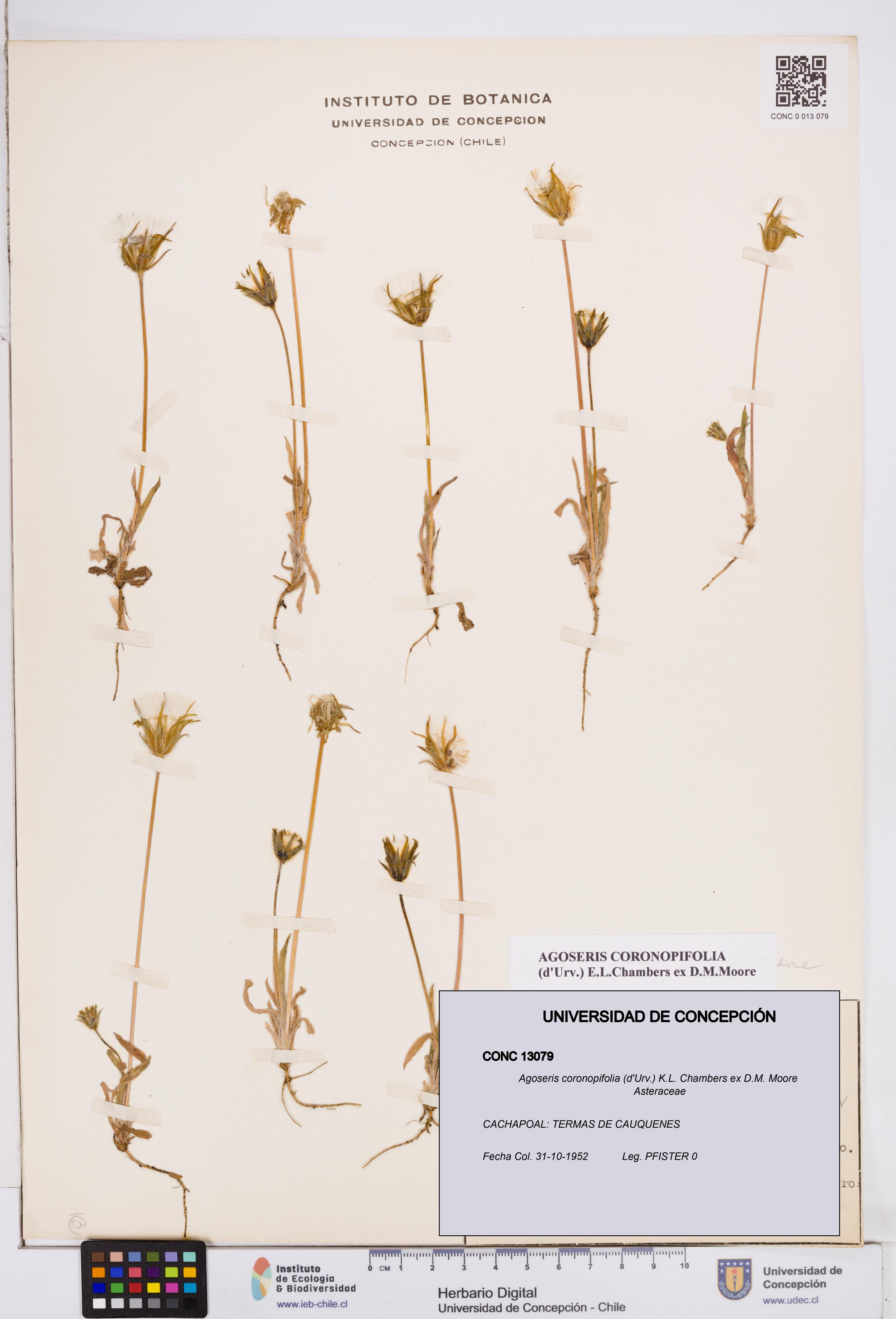 Agoseris coronopifolia [Espécimen: ]