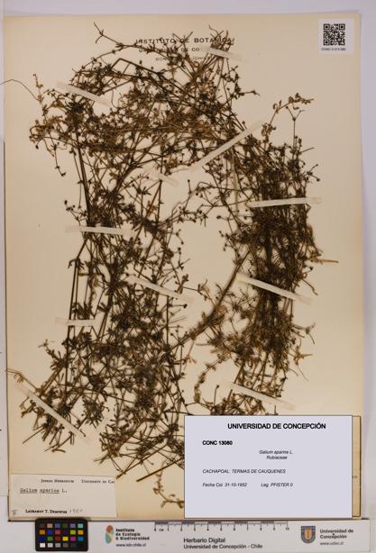 Galium aparine [Espécimen: UDEC:CONC:0013080]