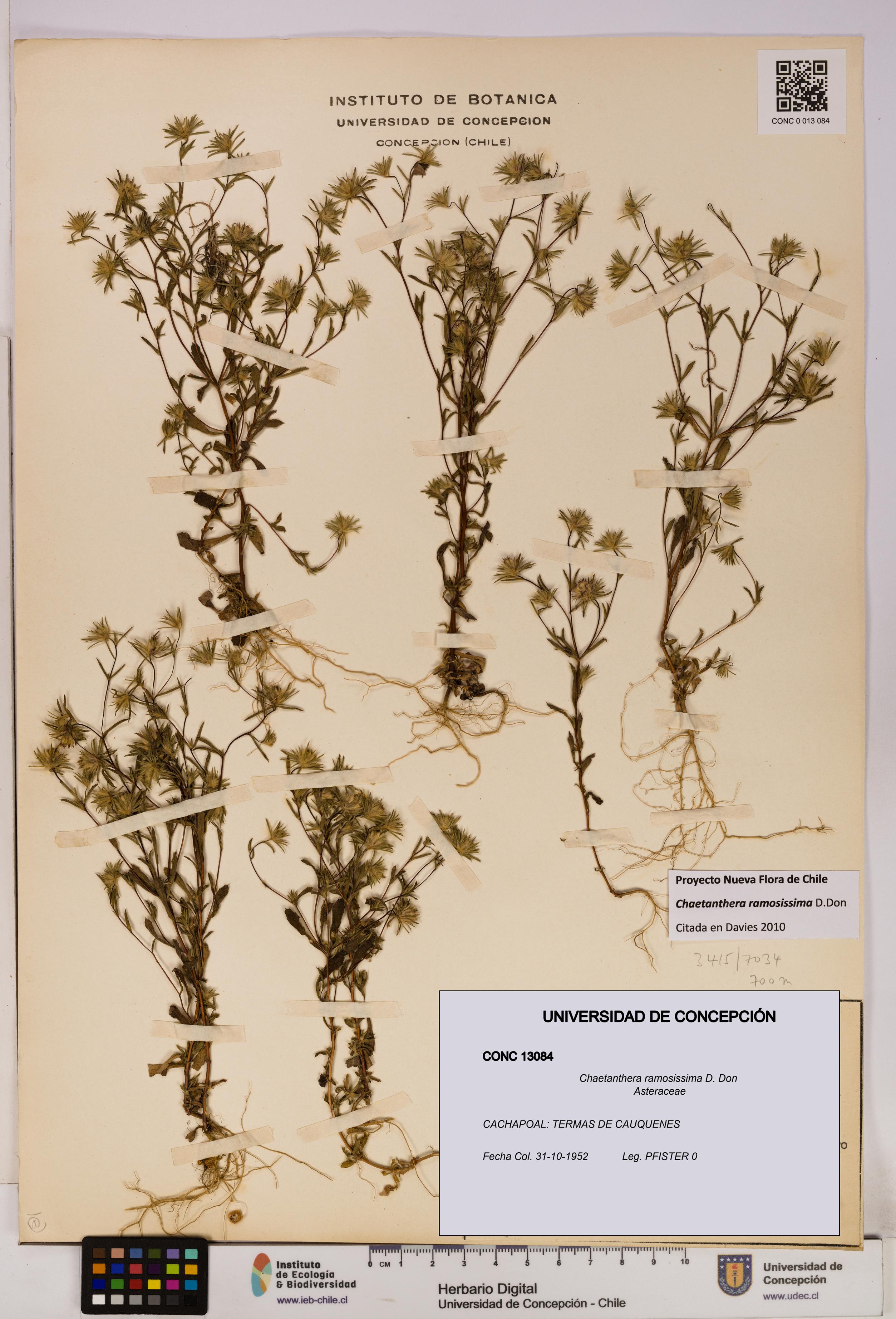 Chaetanthera ramosissima [Espécimen: UDEC:CONC:0013084]