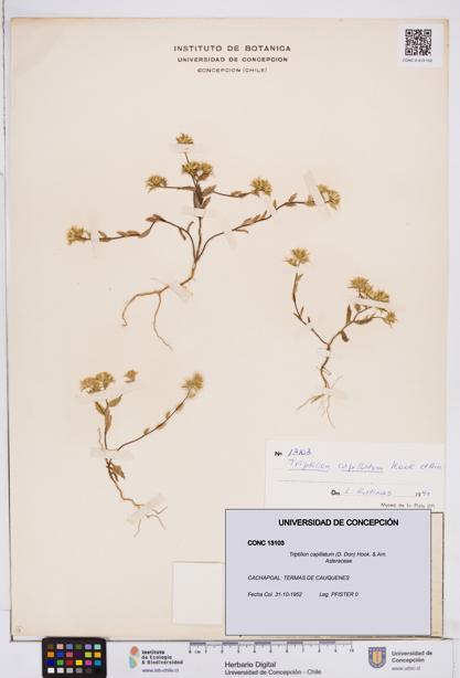 Triptilion capillatum [Espécimen: ]