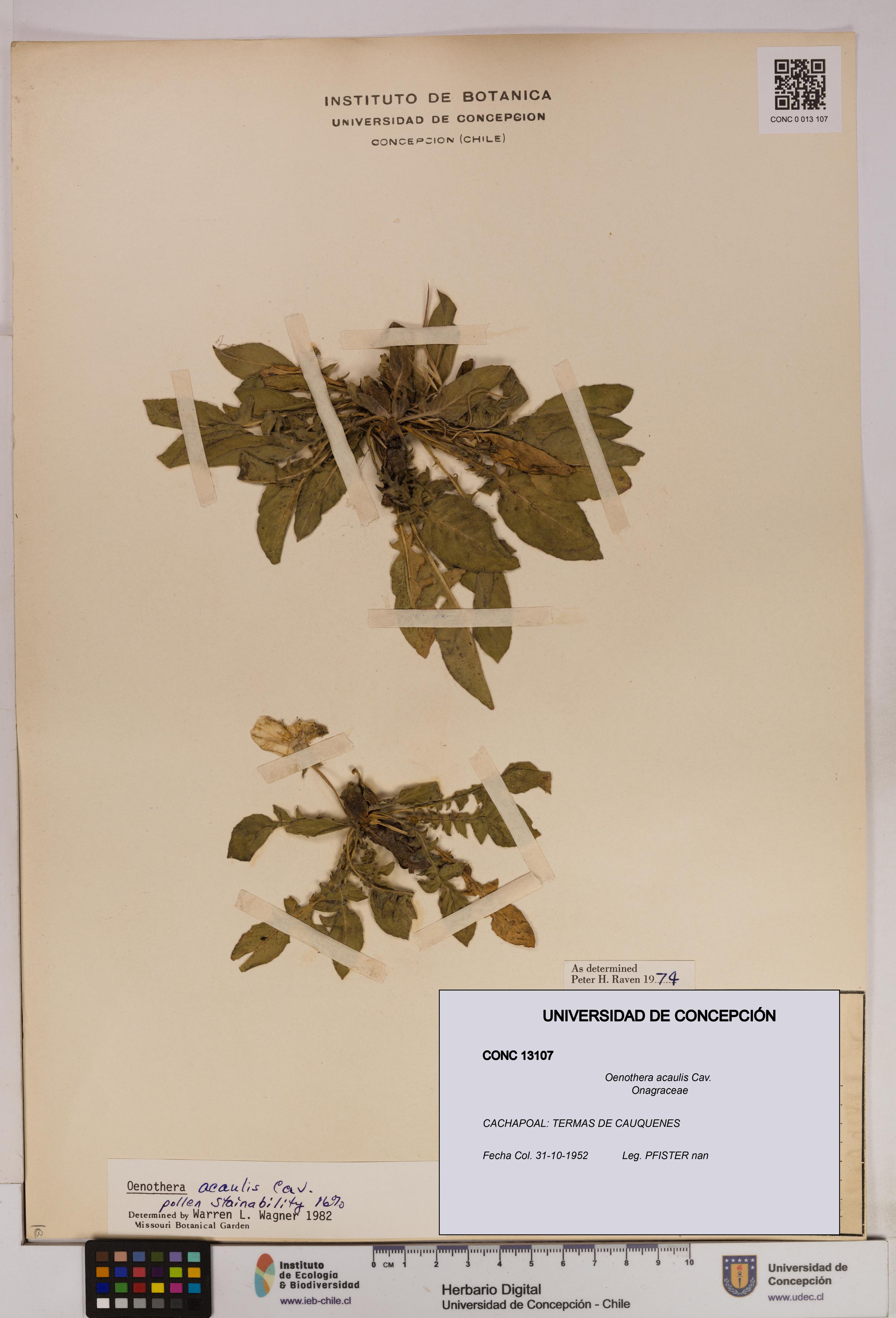 Oenothera acaulis [Espécimen: UDEC:CONC:0013107]