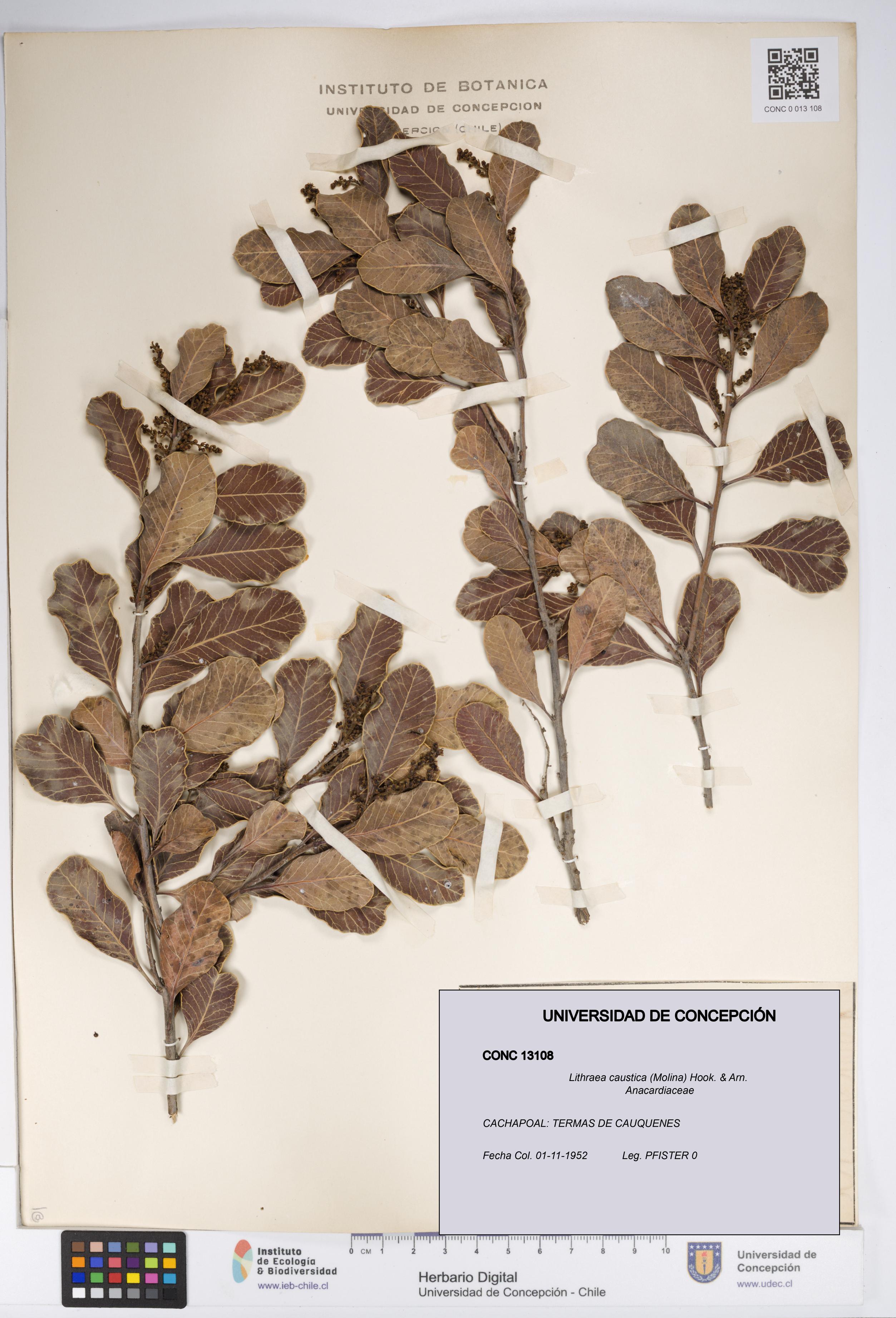 Lithraea caustica [Espécimen: UDEC:CONC:0013108]