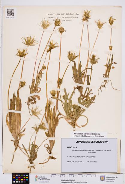 Agoseris coronopifolia [Espécimen: ]