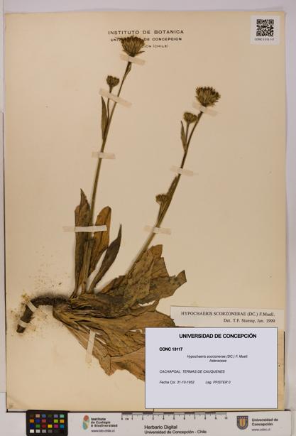 Hypochaeris scorzonerae [Espécimen: UDEC:CONC:0013117]