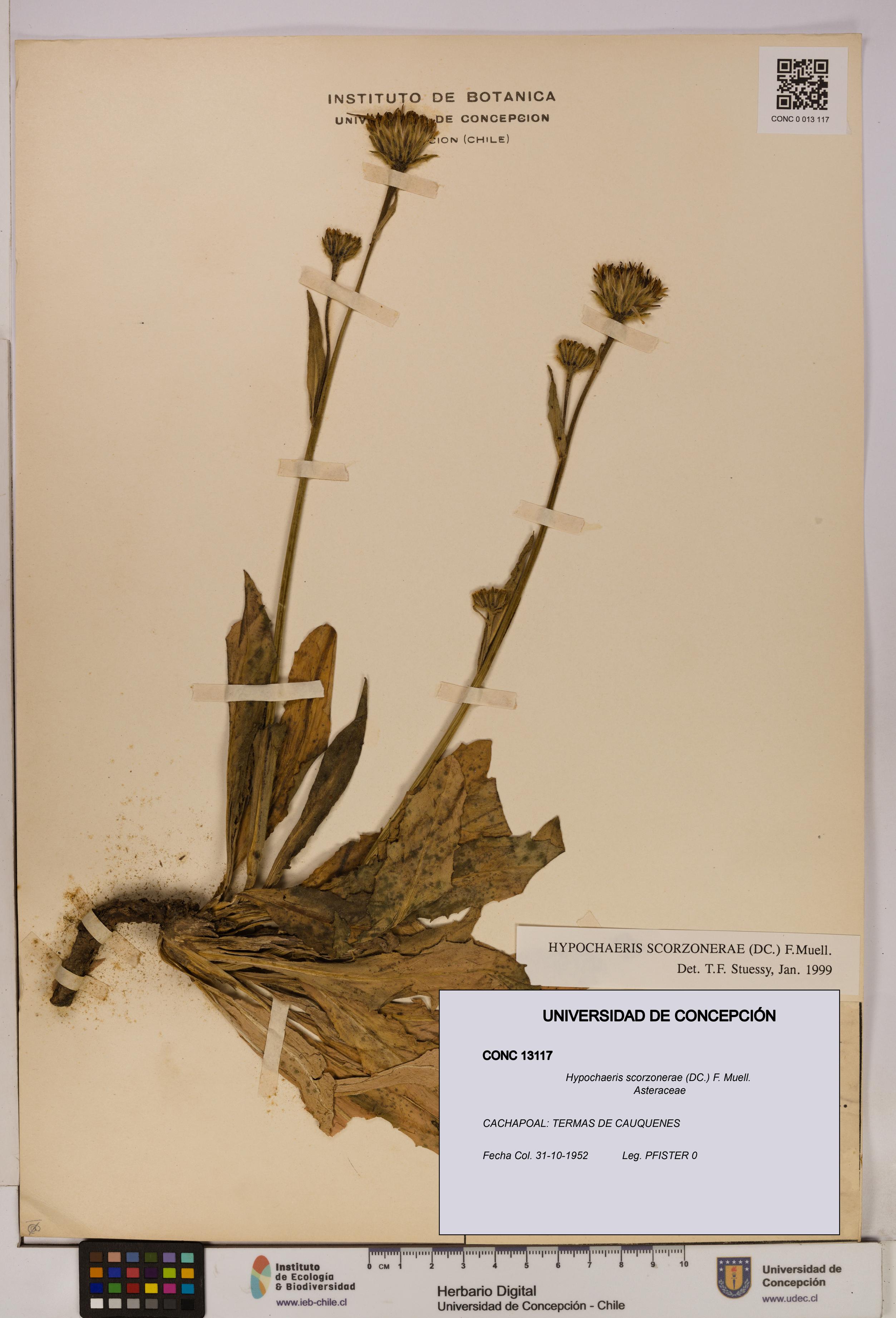 Hypochaeris scorzonerae [Espécimen: UDEC:CONC:0013117]