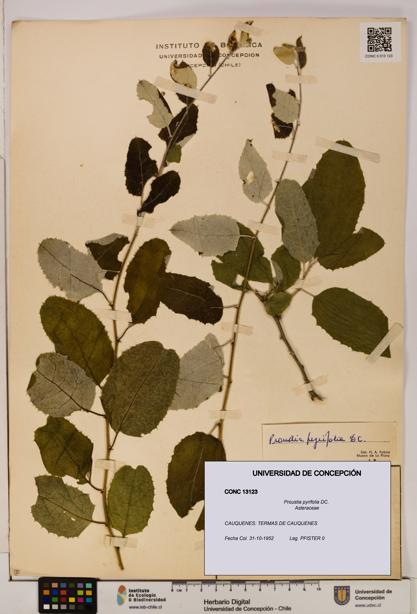 Proustia pyrifolia [Espécimen: UDEC:CONC:0013123]