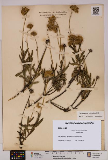 Haplopappus pulchellus [Espécimen: UDEC:CONC:0013125]