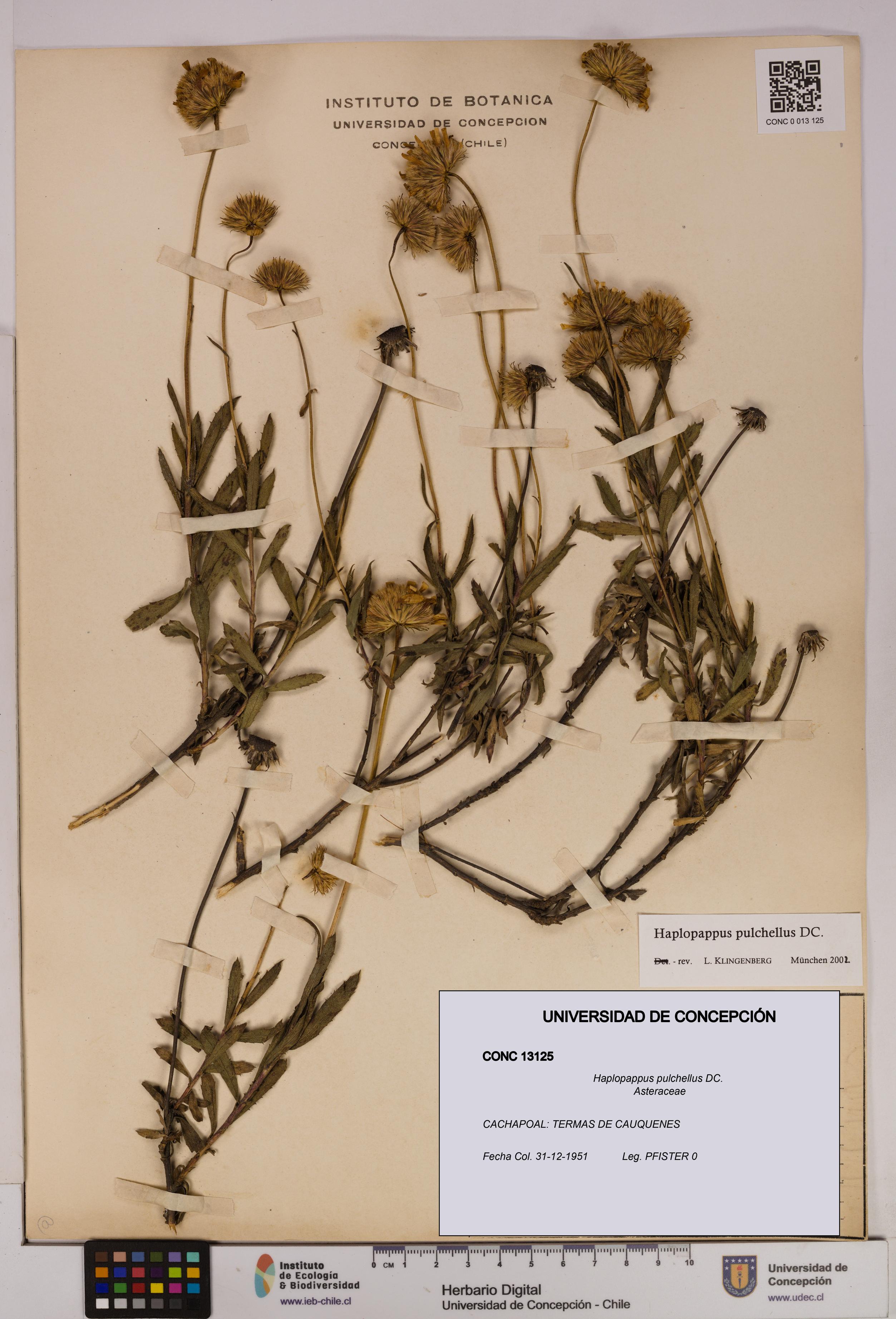Haplopappus pulchellus [Espécimen: UDEC:CONC:0013125]