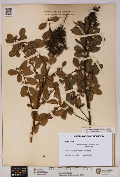 Escallonia illinita [Espécimen: UDEC:CONC:0013126]