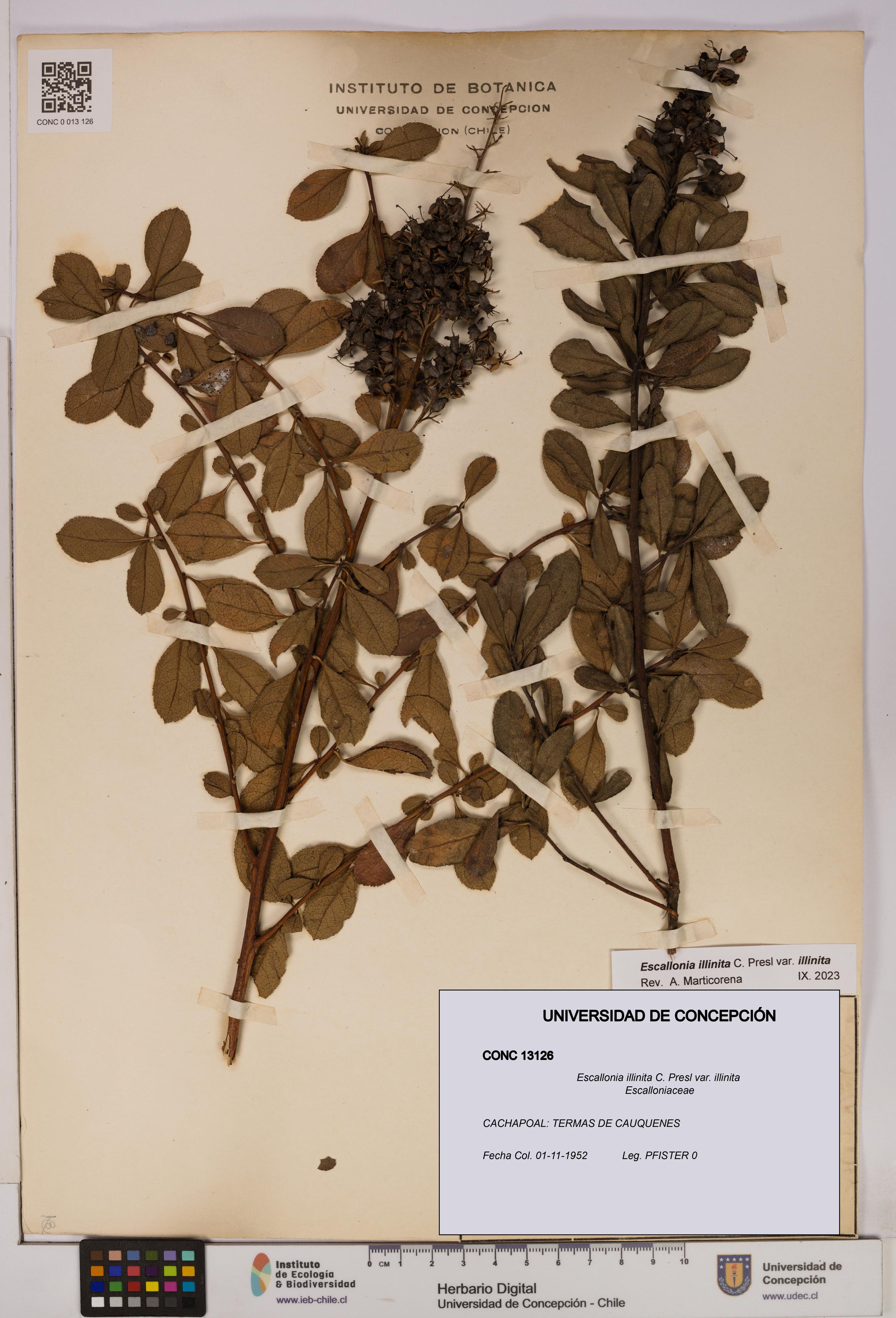 Escallonia illinita [Espécimen: UDEC:CONC:0013126]