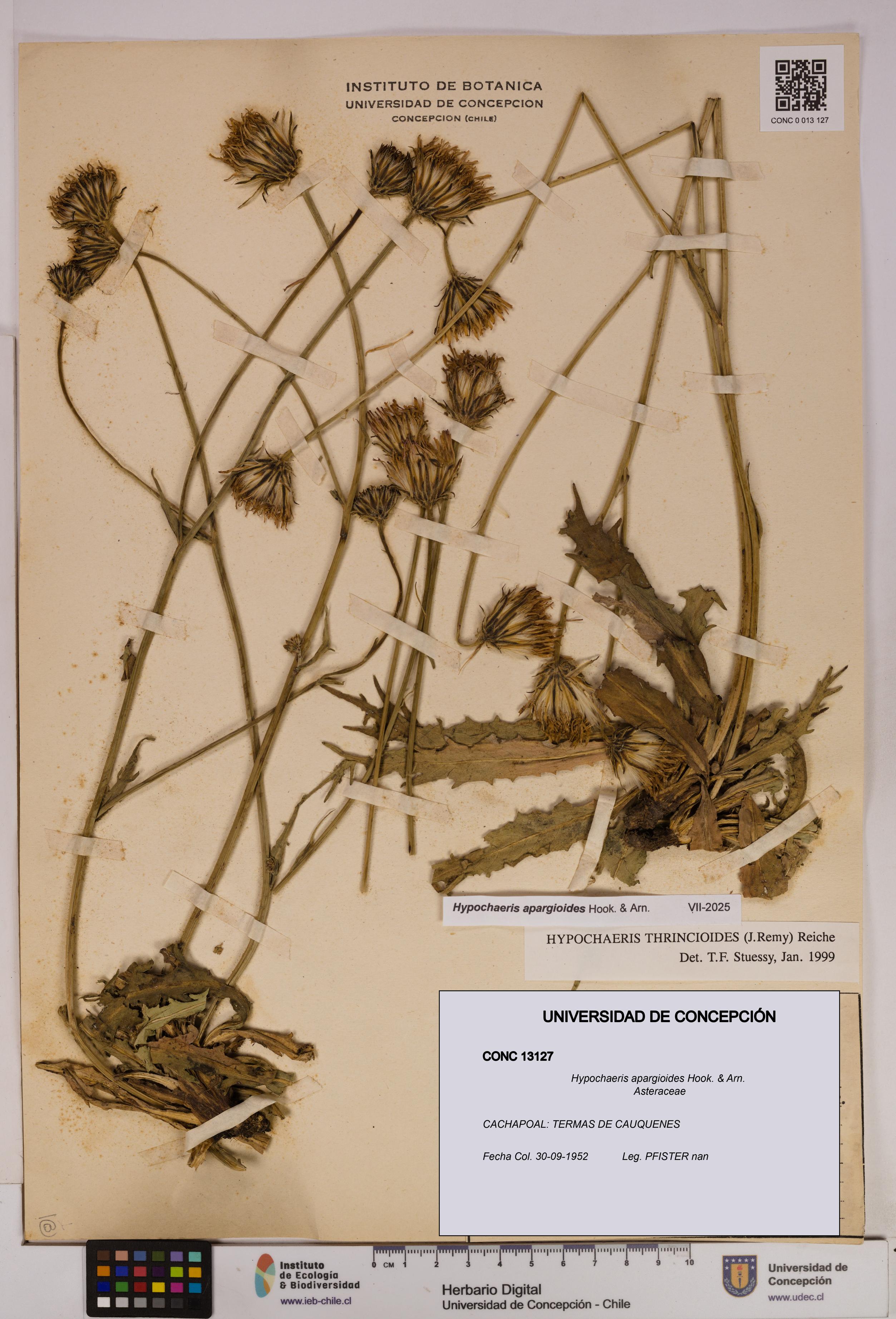 Hypochaeris apargioides [Espécimen: UDEC:CONC:0013127]