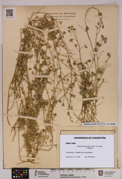 Adesmia tenella var. tenella [Espécimen: UDEC:CONC:0013128]