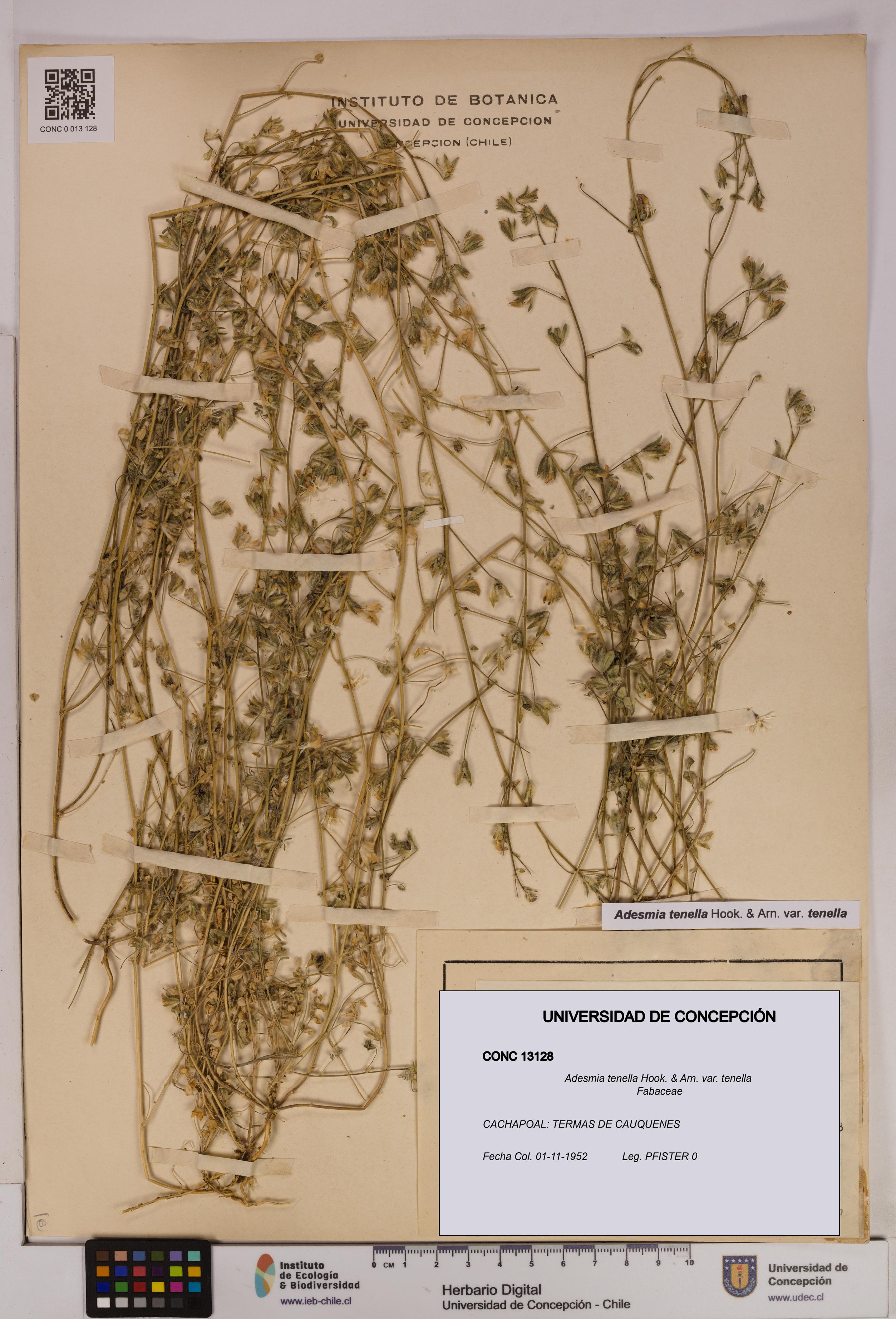 Adesmia tenella var. tenella [Espécimen: UDEC:CONC:0013128]