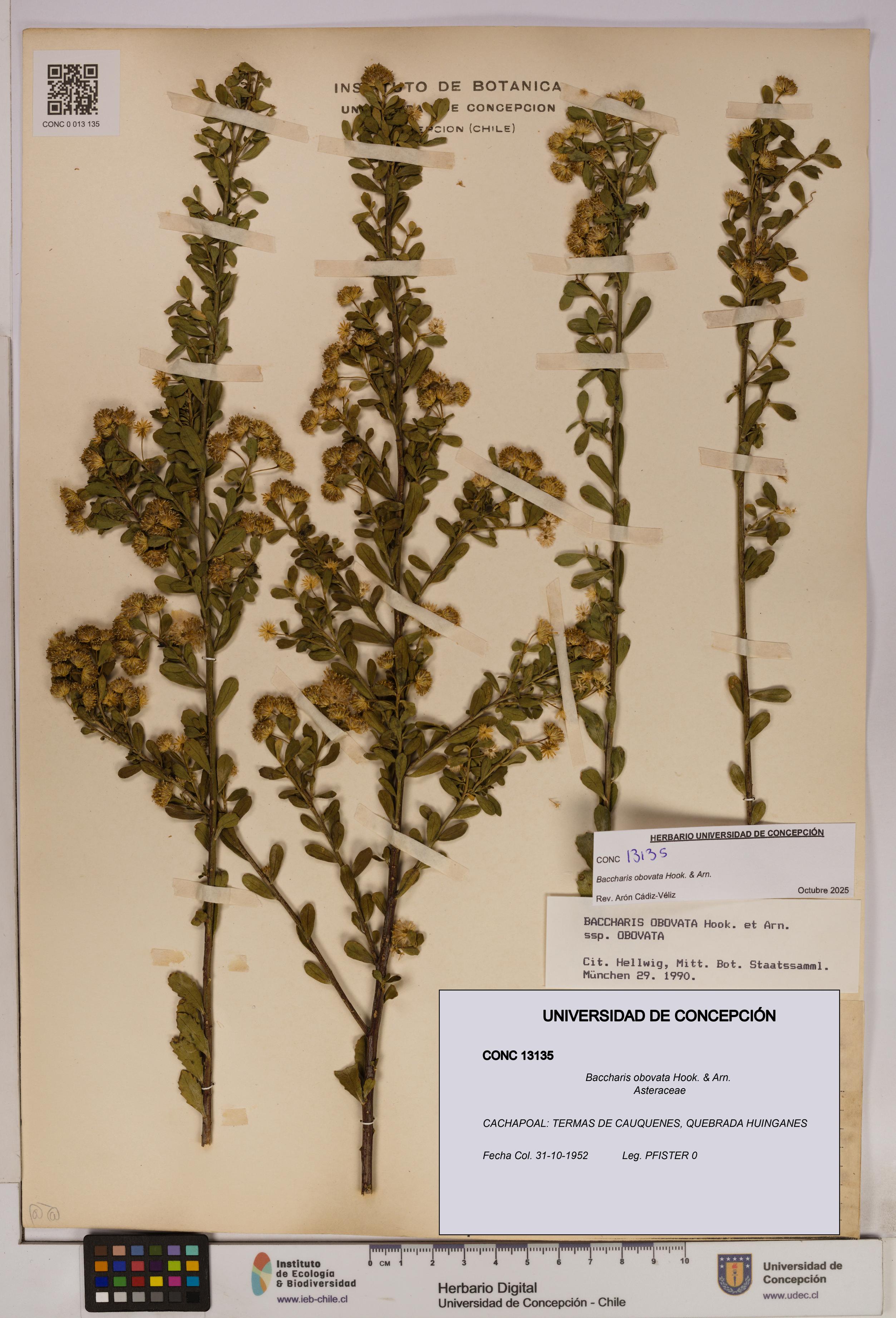 Baccharis obovata [Espécimen: UDEC:CONC:0013135]