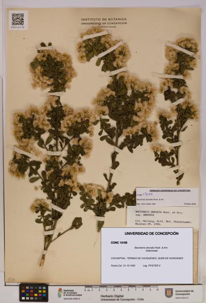 Baccharis obovata [Espécimen: UDEC:CONC:0013155]