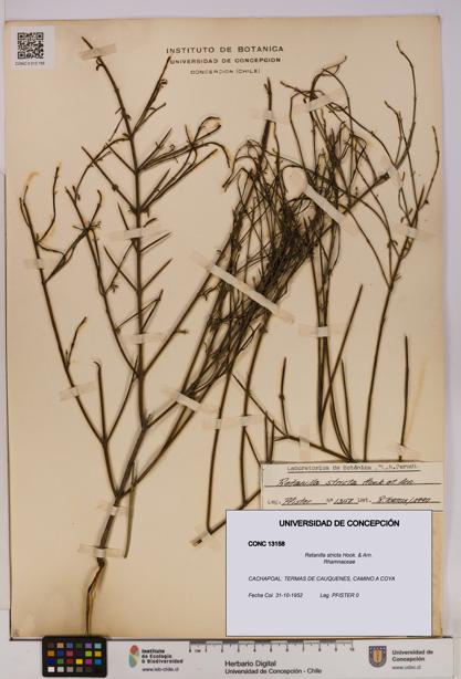 Retanilla stricta [Espécimen: UDEC:CONC:0013158]