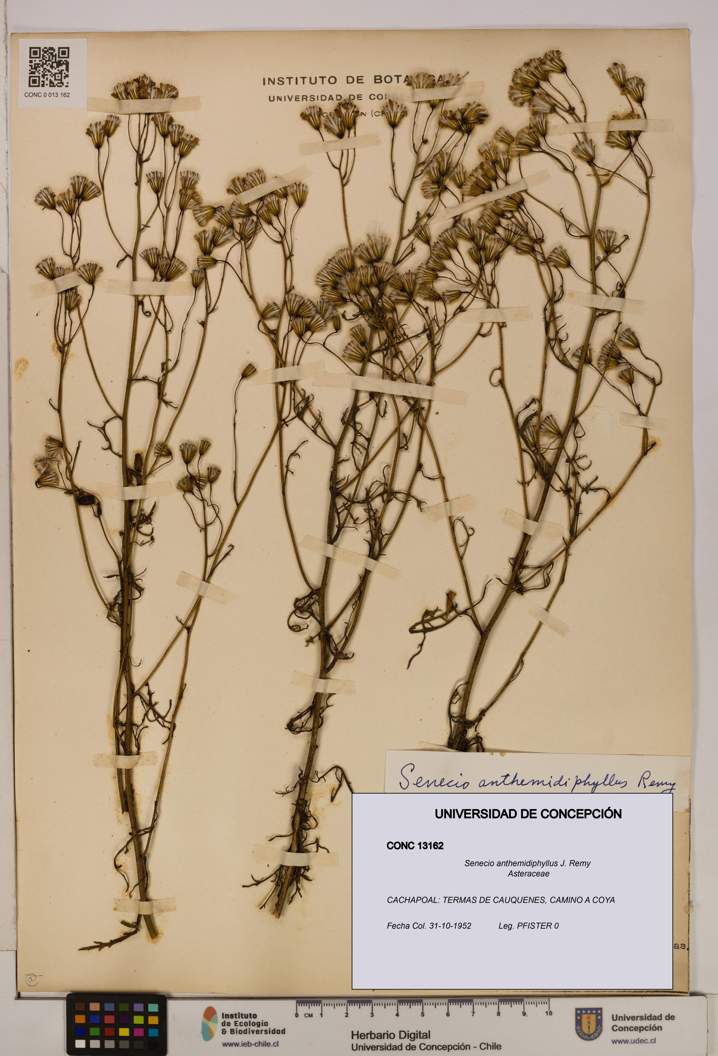 Senecio anthemidiphyllus [Espécimen: UDEC:CONC:0013162]
