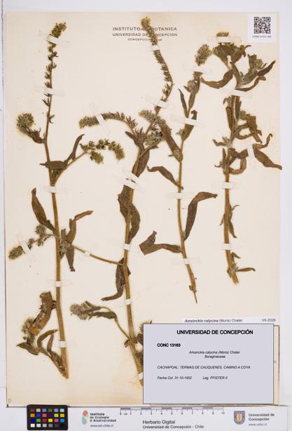 Amsinckia calycina [Espécimen: ]