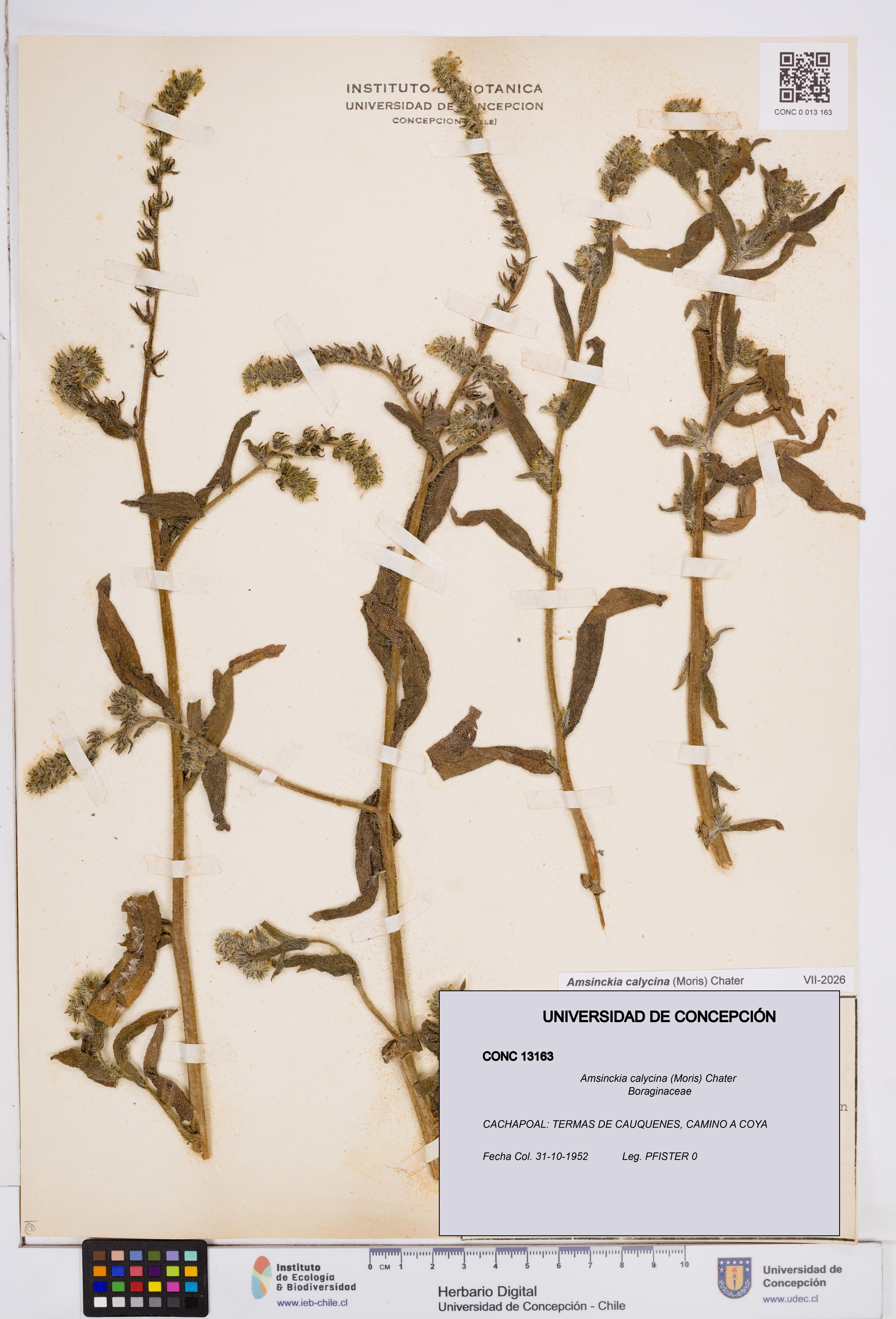 Amsinckia calycina [Espécimen: ]