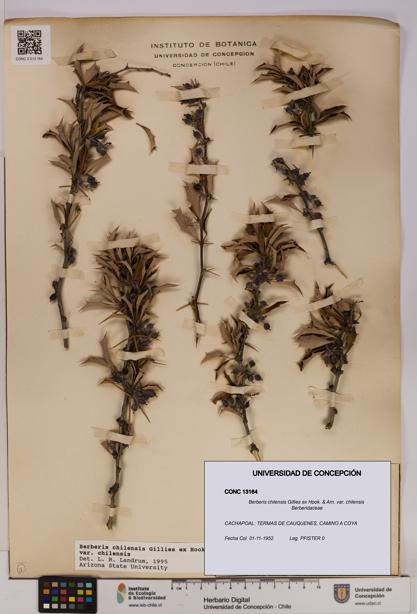 Berberis chilensis var. chilensis [Espécimen: UDEC:CONC:0013164]