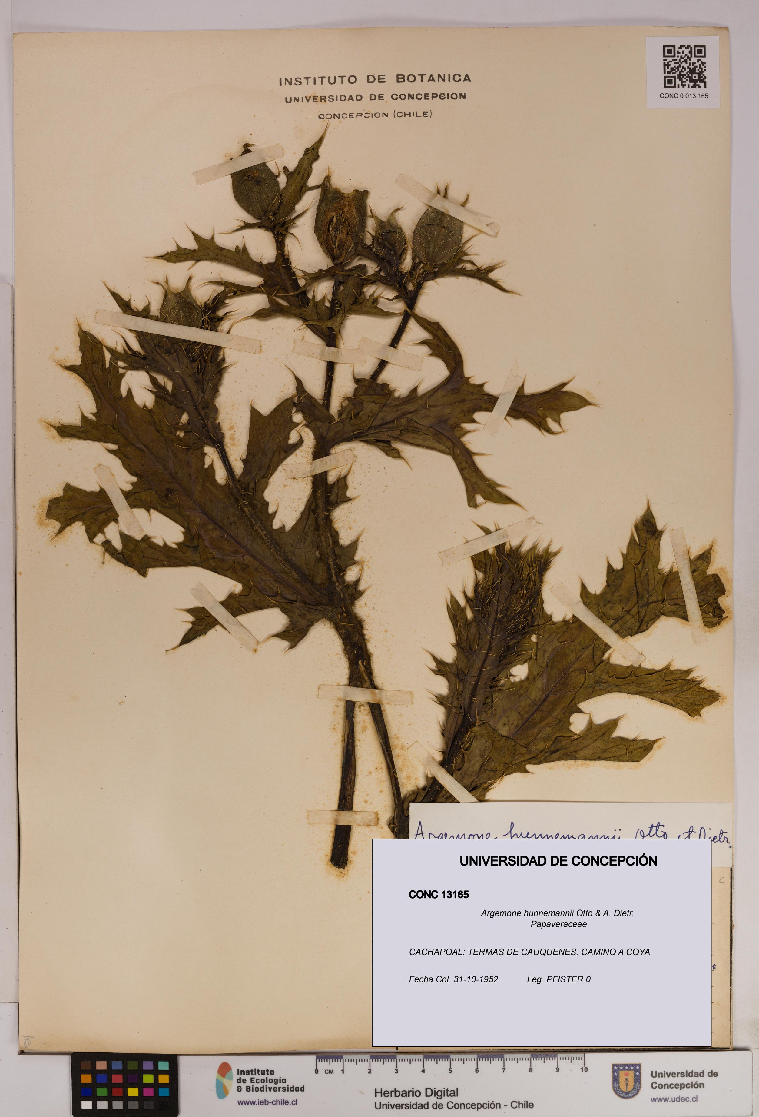 Argemone hunnemannii [Espécimen: UDEC:CONC:0013165]