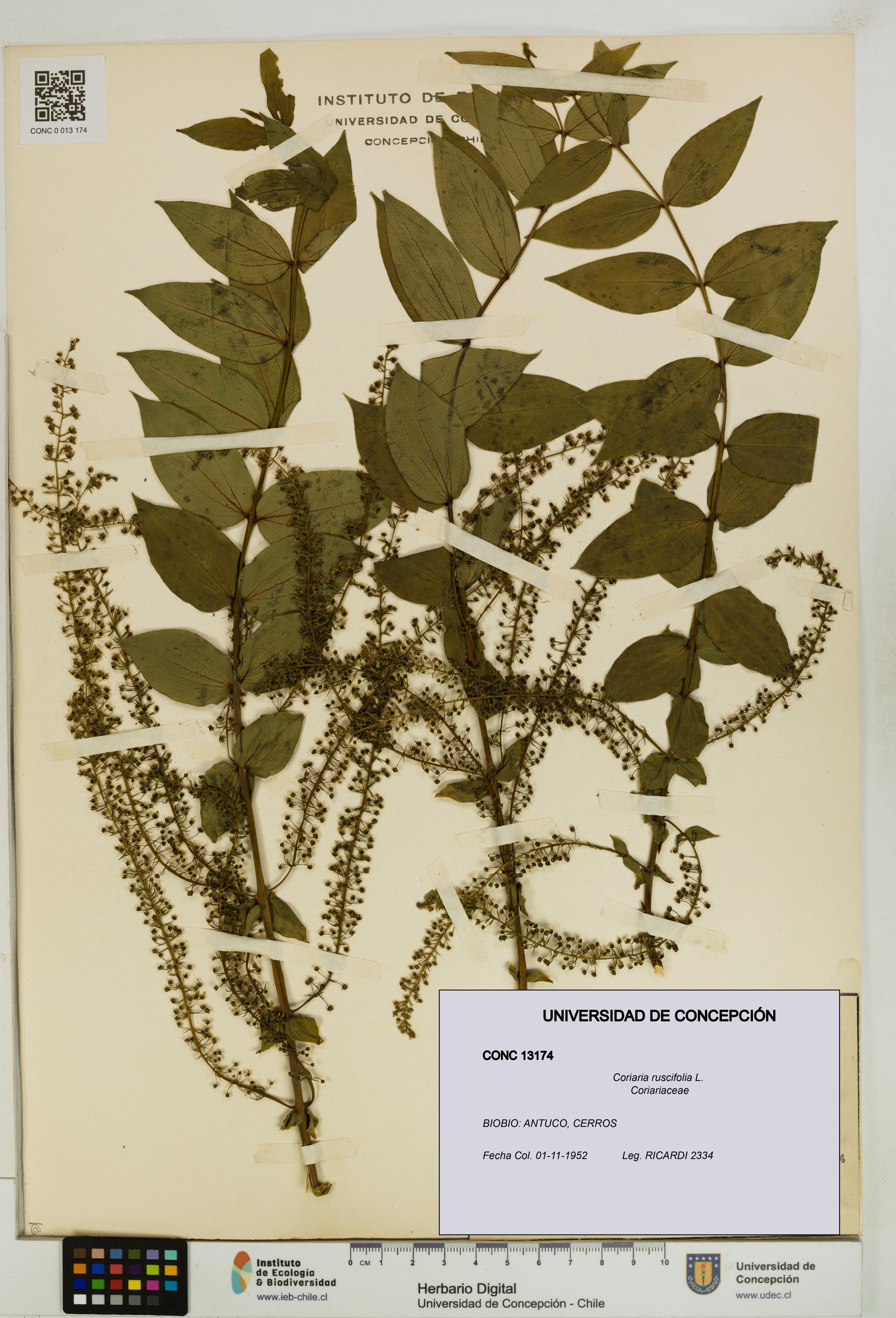 Coriaria ruscifolia [Espécimen: ]