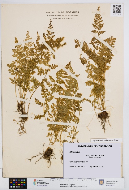 Cystopteris apiiformis [Espécimen: UDEC:CONC:0013195]