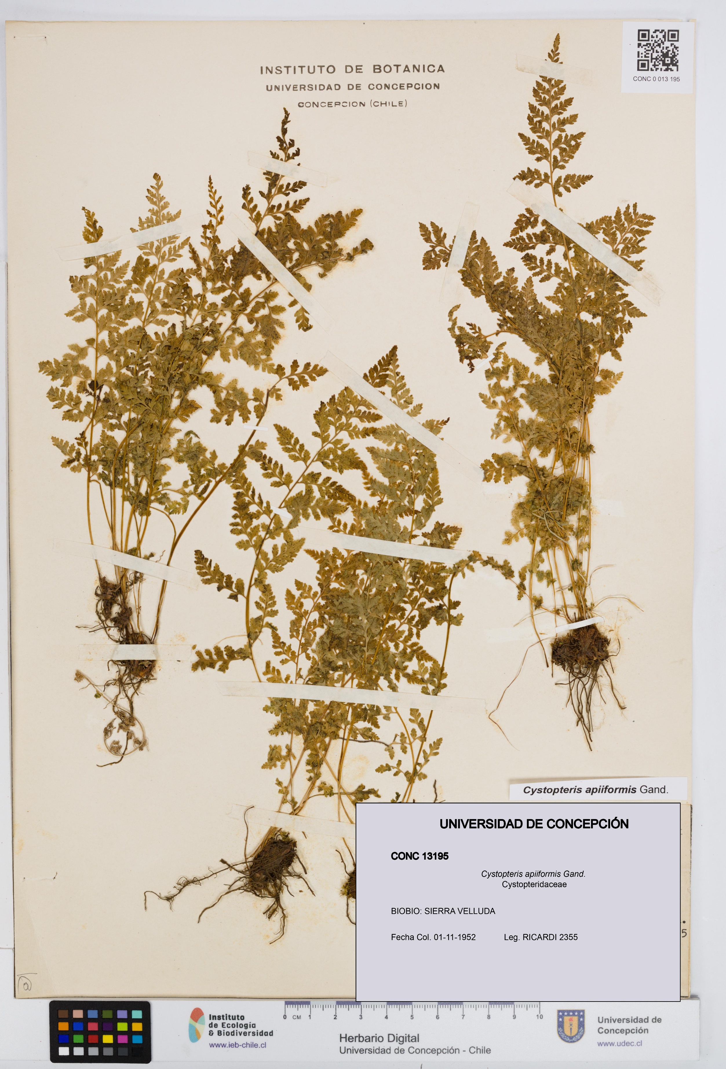 Cystopteris apiiformis [Espécimen: UDEC:CONC:0013195]