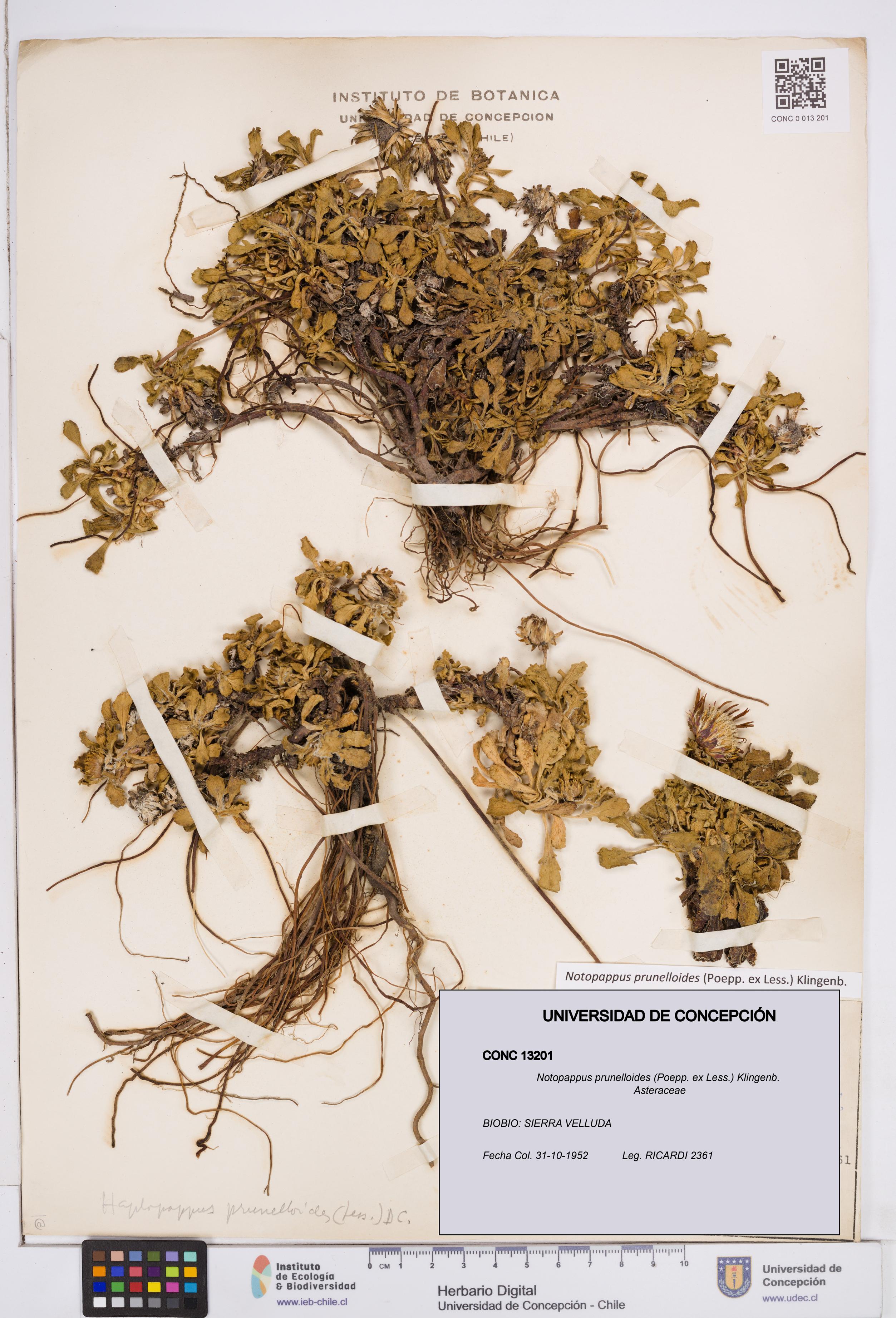 Notopappus prunelloides [Espécimen: ]