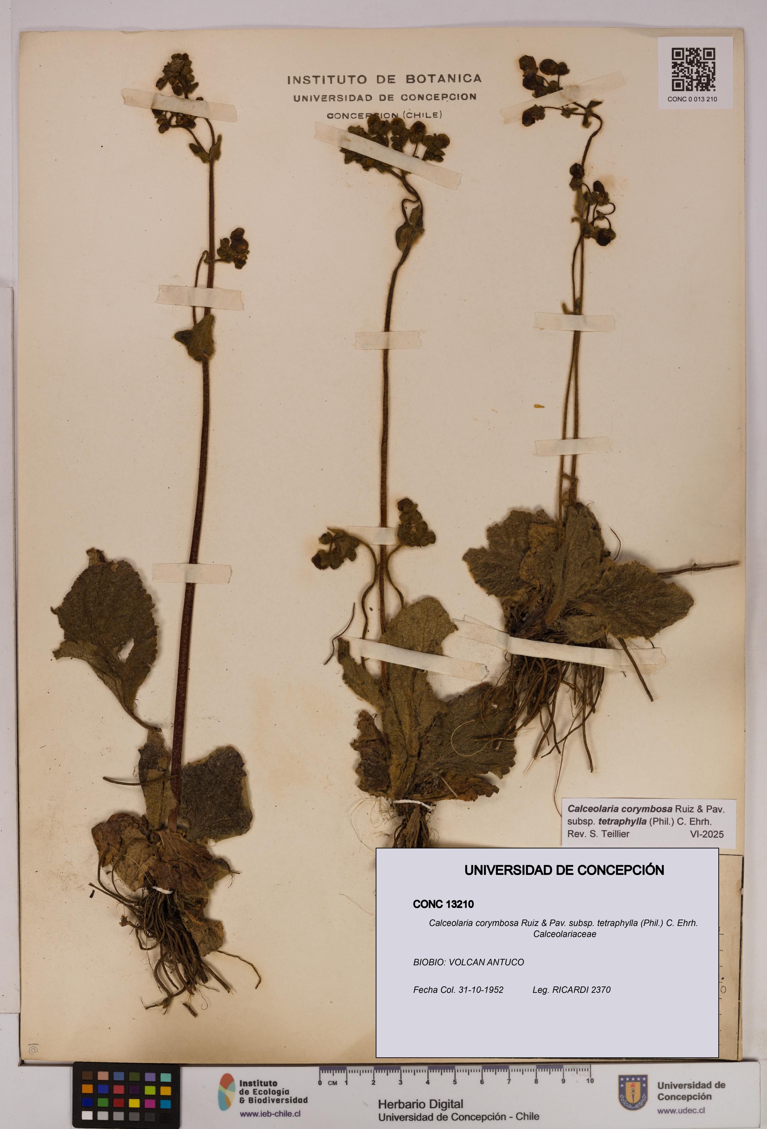 Calceolaria corymbosa [Espécimen: UDEC:CONC:0013210]