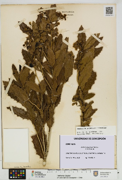 Berberis negeriana [Espécimen: UDEC:CONC:0013215]