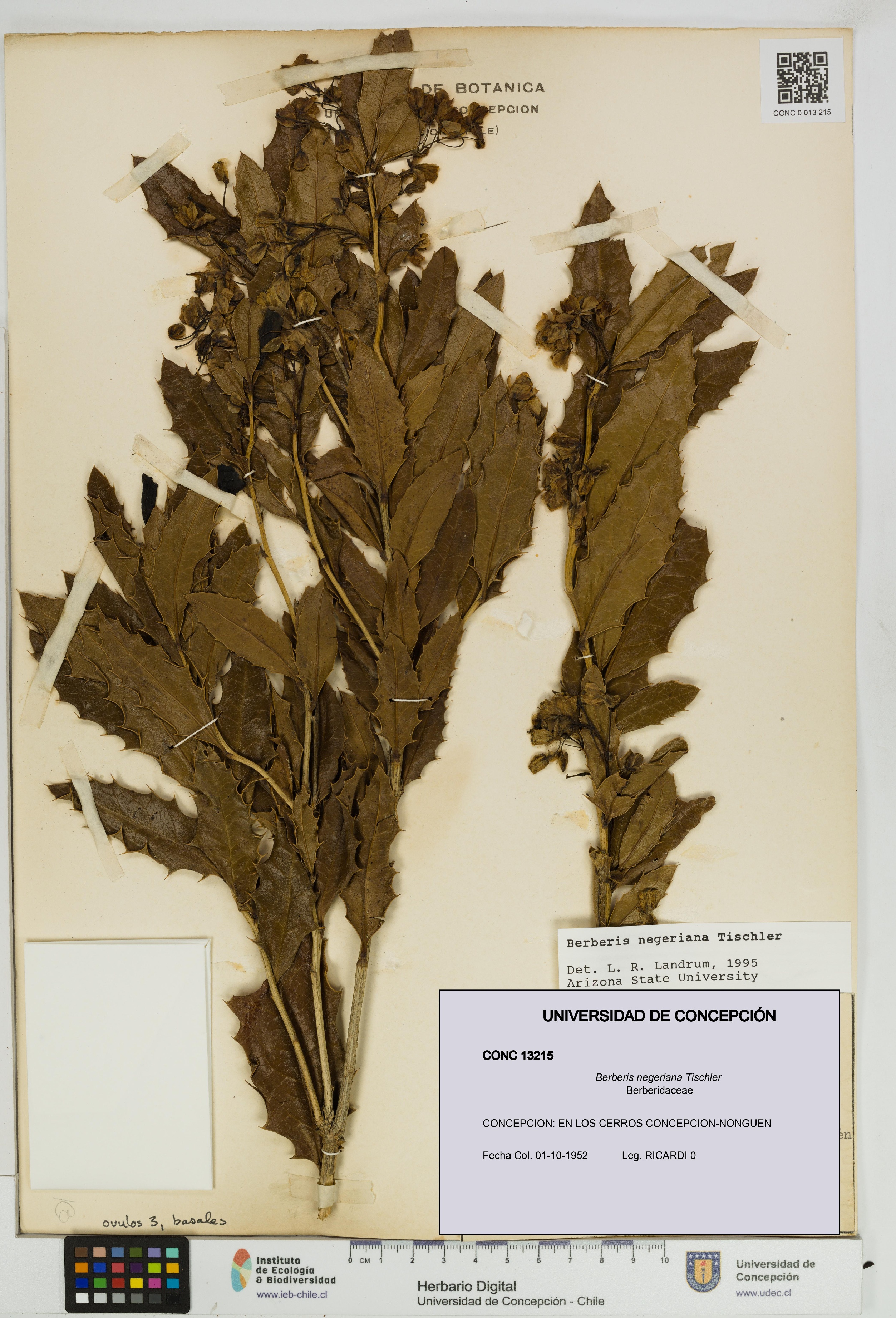 Berberis negeriana [Espécimen: UDEC:CONC:0013215]