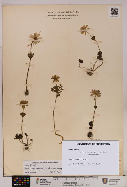 Anemone decapetala [Espécimen: UDEC:CONC:0013216]