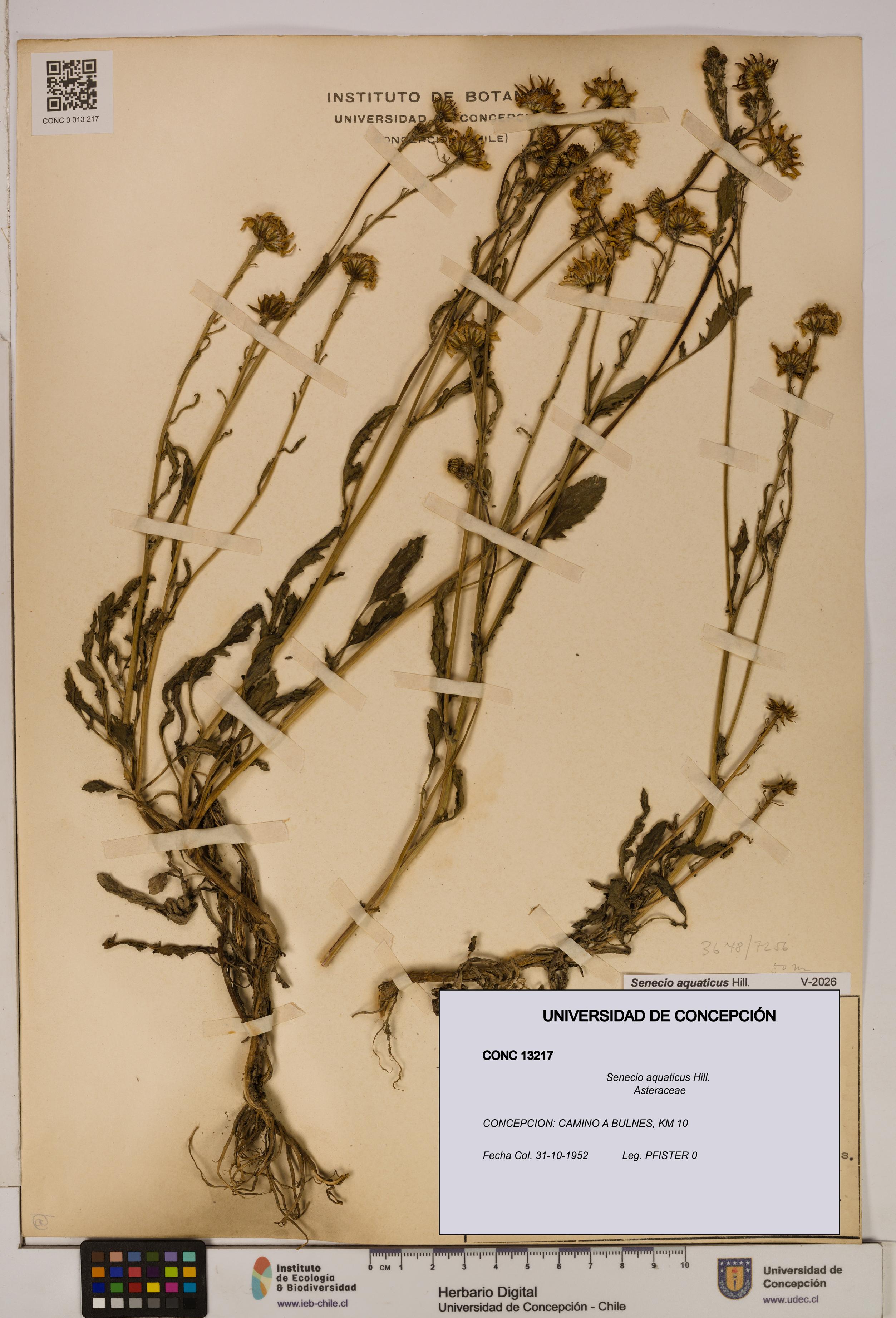 Senecio aquaticus [Espécimen: UDEC:CONC:0013217]