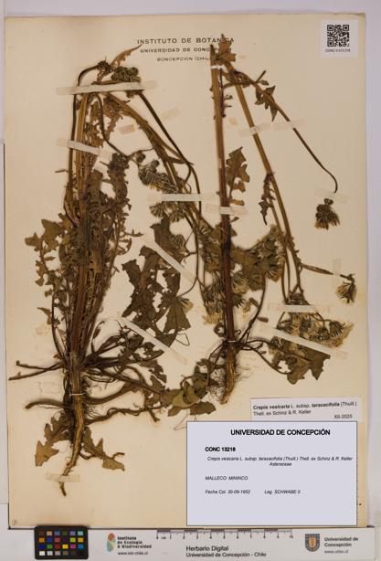 Crepis vesicaria [Espécimen: UDEC:CONC:0013218]